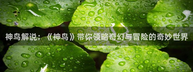 奇优影院在线观看电视剧大全：神鸟解说：《神鸟》带你领略奇幻与冒险的奇妙世界