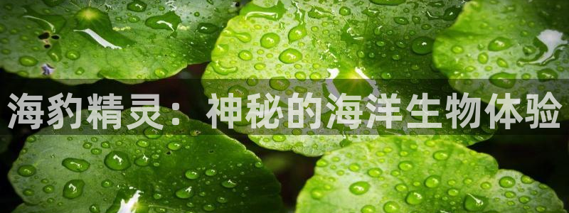 奇优影视手机版电视剧高清：海豹精灵：神秘的海洋生物体验