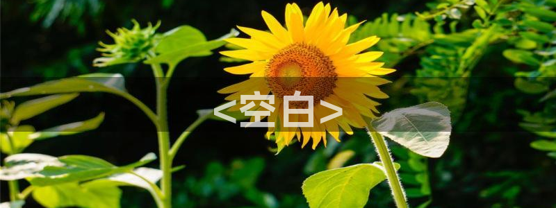 奇优影院短剧：<空白>